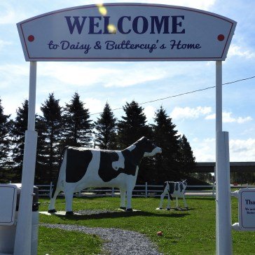 Daisy and Buttercup Road side attraction fun