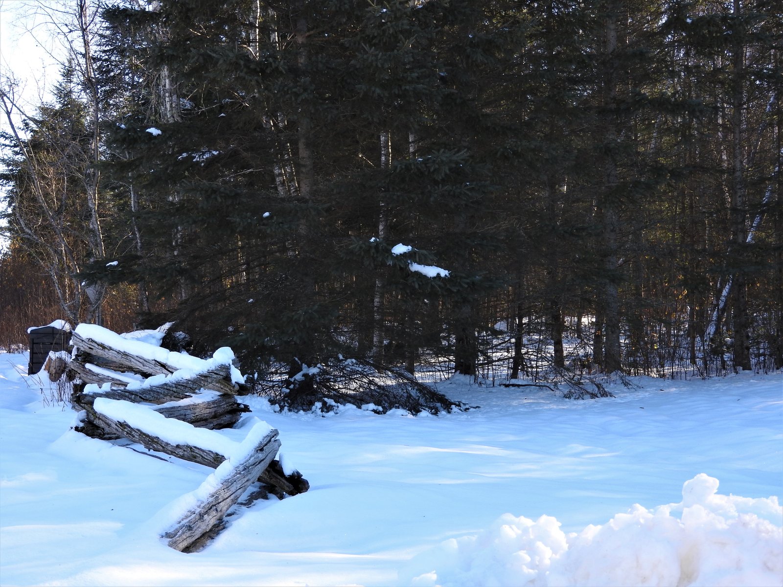 old apple orchard