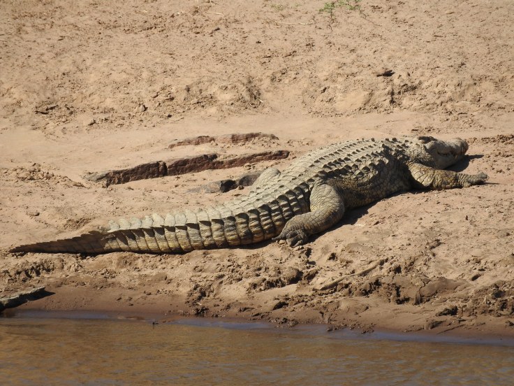 Crocodiles on the Mara River