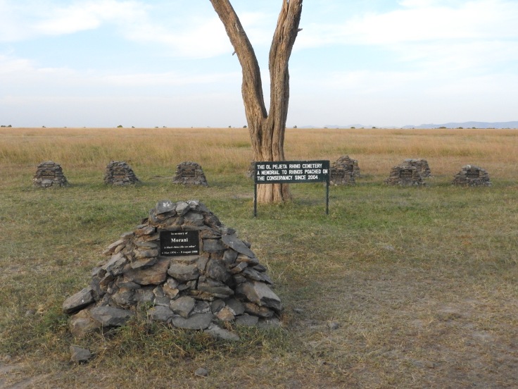 Cemetery of Rhinos pouched on the reserve