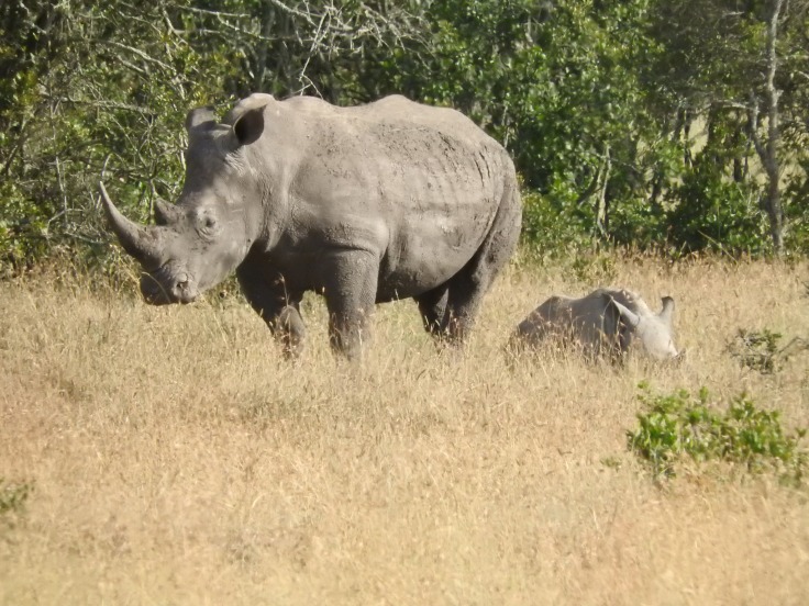 White rhino and her baby